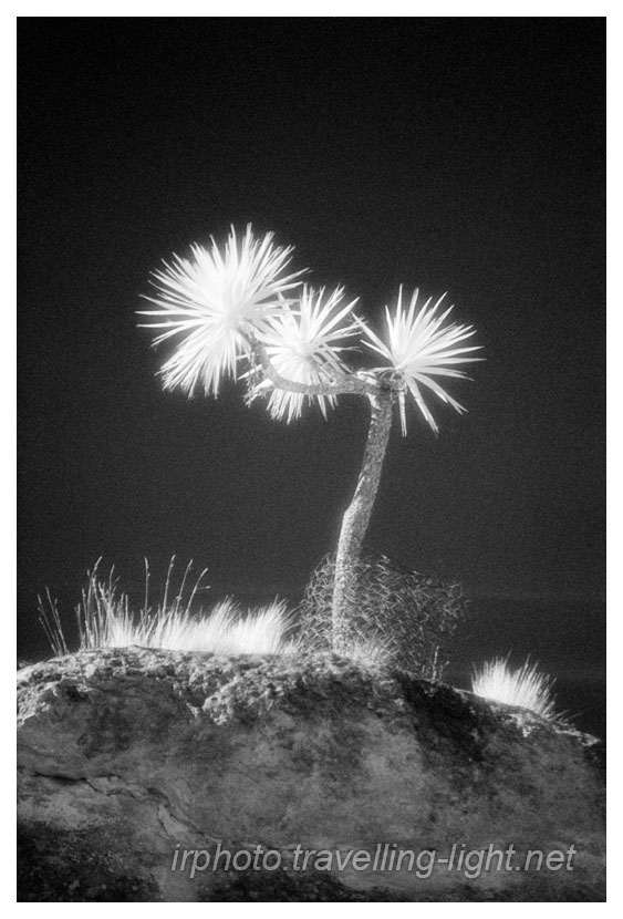 Cabbage Tree, Weka Pass, Canterbury
